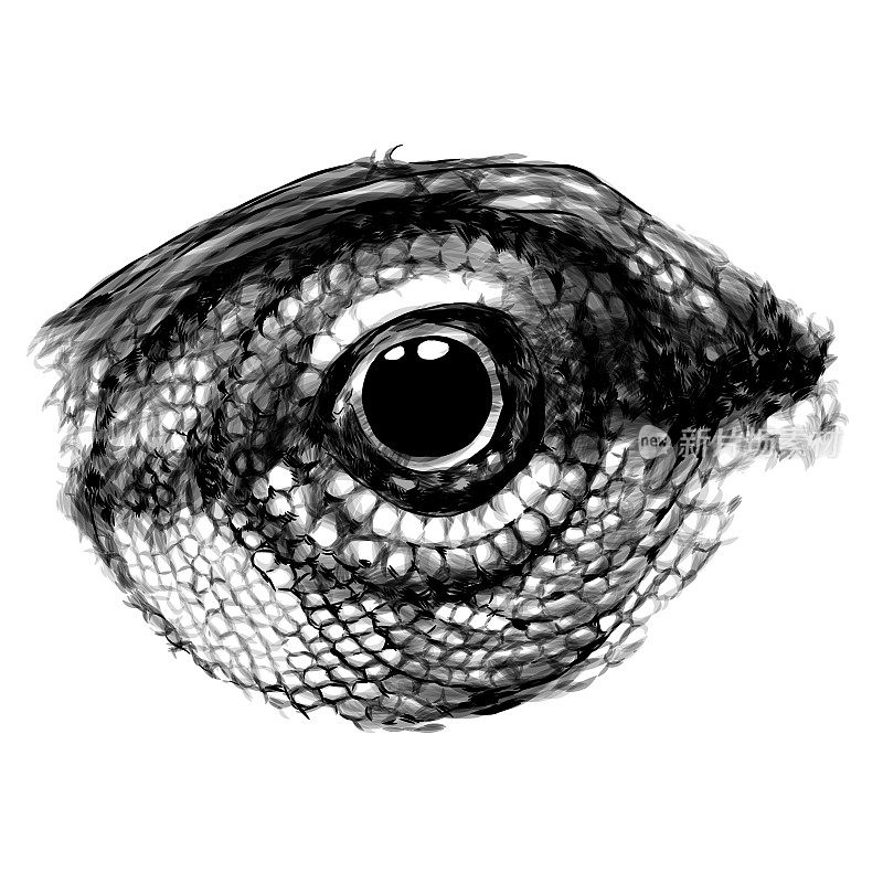 chameleon eye close-up in profile